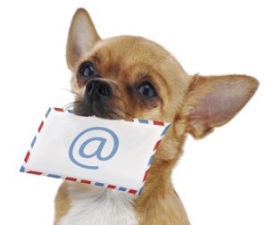 Red chihuahua dog with post envelope and icon e-male isolated